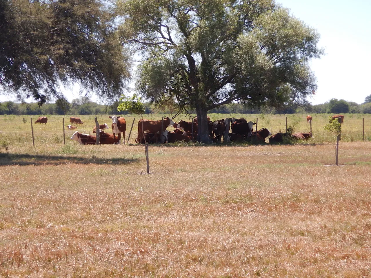 El Refugio — foto 31
