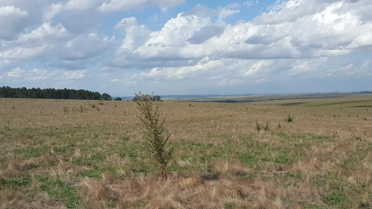 Manguera Azul — foto 2
